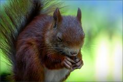 Nussgenuss Nussgenuss