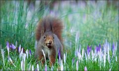 Eichhörnchen Eichhörnchen