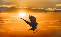 Sonniger Morgen Sonniger Morgen