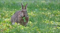 Wildkaninchen Wildkaninchen
