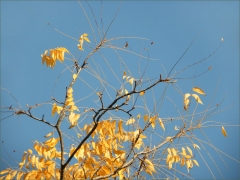 Herbstblaetter