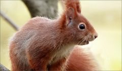 Eichhörnchen Eichhörnchen