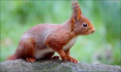 Eichhörnchen Eichhörnchen