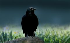 Rabe im Morgennebel Rabe im Morgennebel