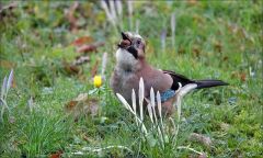 Eichelhäher zwischen Krokussen