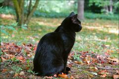 Katze im Herbstlaub