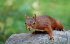 Neugieriges Eichhörnchen
