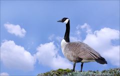 Kanadagans Kanadagans