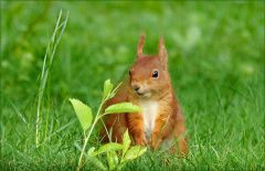 Junges Eichhörnchen Junges Eichhörnchen