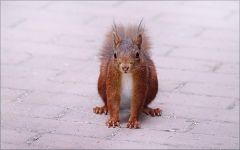 Eichhörnchen Eichhörnchen