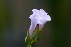 Blüte einer Ackerwinde