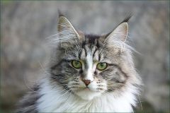 Katzenportrait Katzenportrait