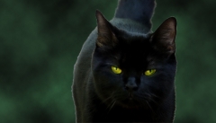 Katze Katze