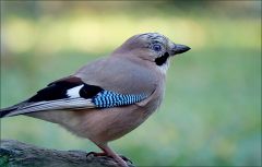 Eichelhaeher Eichelhaeher