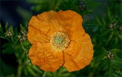 Islandmohn Islandmohn