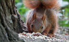 Eichhörnchen