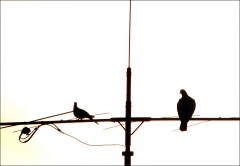 Kleine und grosse Taube