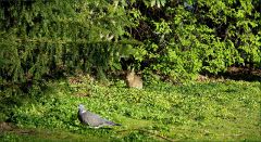 Taube und junges Kaninchen Taube und junges Kaninchen