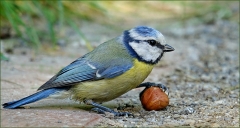 Blaumeise mit einer Haselnuss Blaumeise mit einer Haselnuss