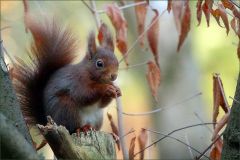 Eichhörnchen Eichhörnchen