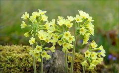 Schlüsselblumen Schlüsselblumen