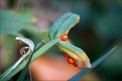 Rote Beeren an einer Pflanze