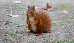 Eichhörnchen Eichhörnchen