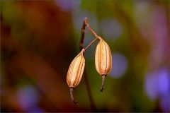 Vertrocknet Vertrocknet