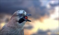 Eichelhäher Eichelhäher