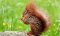 Eichhörnchen Eichhörnchen