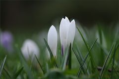 Weisse Krokusse Weisse Krokusse