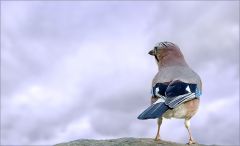 Eichelhäher Eichelhäher