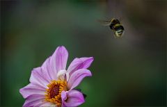 Dahlie und Hummel
