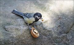 Kohlmeise mit einer Walnuss Kohlmeise mit einer Walnuss