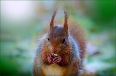 Eichhörnchen Eichhörnchen