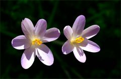 Zwei Krokusse Zwei Krokusse