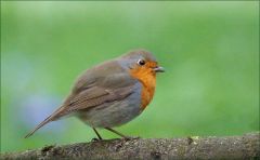 Rotkehlchen Rotkehlchen