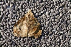 Verwelktes Blatt Verwelktes Blatt