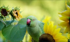 Halsbandsittich in Sonnenblumen