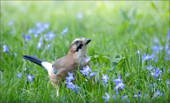 Eichelhäher Eichelhäher