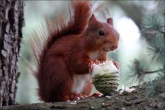 Eichhörnchen Eichhörnchen