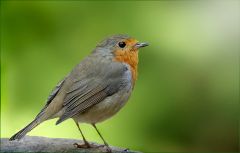 Rotkehlchen Rotkehlchen