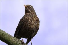 Amsel oder Drossel? Amsel oder Drossel?