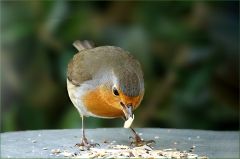 Rotkehlchen Rotkehlchen