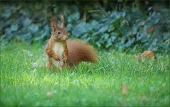 Eichhörnchen Eichhörnchen