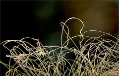 Vertrocknete Gräser Vertrocknete Gräser