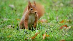 Eichhörnchen Eichhörnchen