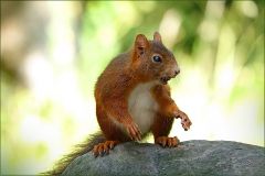 Eichhörnchen Eichhörnchen