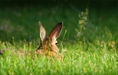Wildkaninchen Wildkaninchen