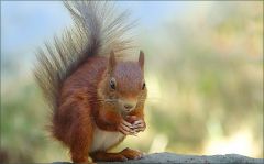 Eichhörnchen Eichhörnchen